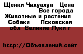 Щенки Чихуахуа › Цена ­ 12000-15000 - Все города Животные и растения » Собаки   . Псковская обл.,Великие Луки г.